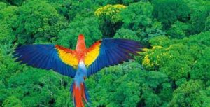 biodiversity-in-brazil